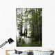 Cypress Tree With Spanish Moss Wall Mural