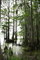 Cypress Tree With Spanish Moss Wall Decal
