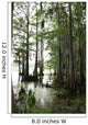 Cypress Tree With Spanish Moss Wall Mural