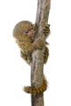 Pygmy Marmoset (5 Weeks) - Callithrix (Cebuella) Pygmaea Wall Decal