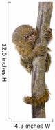Pygmy Marmoset (5 weeks) - Callithrix (Cebuella) pygmaea Wall Decal