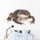 Bumpy Toad Wall Decal