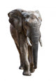 Elephant White Wall Decal