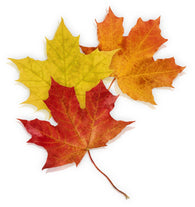 Basic Autumn Leaves Wall Decal