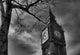 Grey-Scale Big Ben Wall Decal