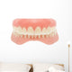 Human Jaw Teeth Wall Decal