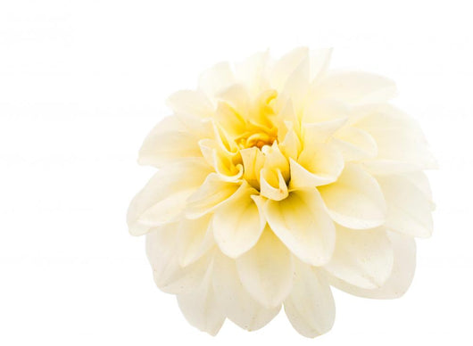 White Dahlia Wall Decal