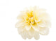 White Dahlia Wall Decal