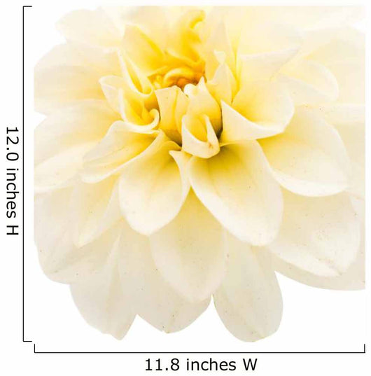 White Dahlia Wall Decal