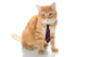 Serious Cat with Tie Wall Decal