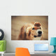 border collie dog keeps cake on her nose Wall Mural