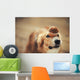 border collie dog keeps cake on her nose Wall Mural