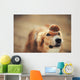 border collie dog keeps cake on her nose Wall Mural