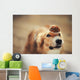 border collie dog keeps cake on her nose Wall Mural