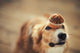 Border Collie Dog Keeps Cake On Her Nose Wall Decal