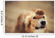 border collie dog keeps cake on her nose Wall Mural