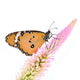 Monarch Butterfly On Flower Wall Decal