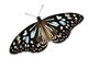 Brown Butterfly Wall Decal