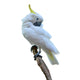 Sulphur Crested Cockatoo Wall Decal