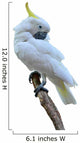 Sulphur Crested Cockatoo Wall Decal