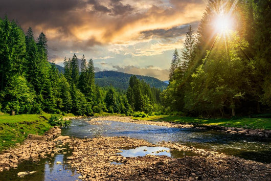 Forest River with Stones Wall Decal