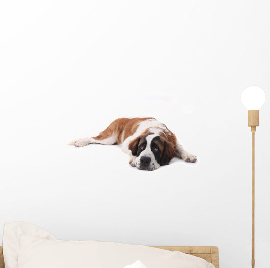 Cute Saint Bernard Purebred Wall Decal