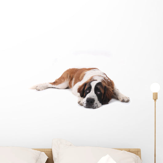 Cute Saint Bernard Purebred Wall Decal
