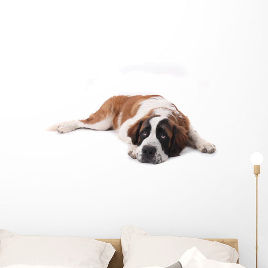 Cute Saint Bernard Purebred Wall Decal