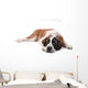 Cute Saint Bernard Purebred Wall Decal