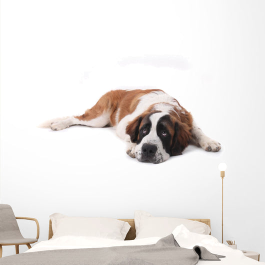 Cute Saint Bernard Purebred Wall Decal