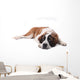 Cute Saint Bernard Purebred Wall Decal
