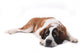 Cute Saint Bernard Purebred Wall Decal