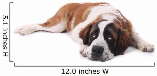 Cute Saint Bernard Purebred Wall Decal
