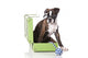 Boxer Dog At Studio Wall Decal