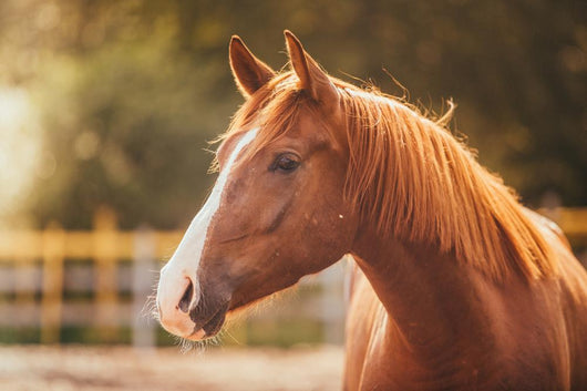 Horse Paddock Outdoors Wall Decal