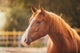 Horse Paddock Outdoors Wall Decal