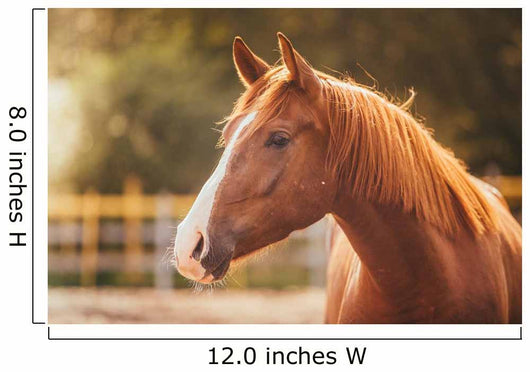 Horse Paddock Outdoors Wall Decal