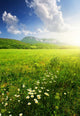 Field with Flowers Summer Wall Decal
