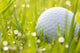 Golf Ball On Grass With Water Drops Wall Decal