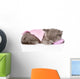 Cute Baby Kitten Sleeping on Pillow. Isolated on White Backgroun Wall Decal