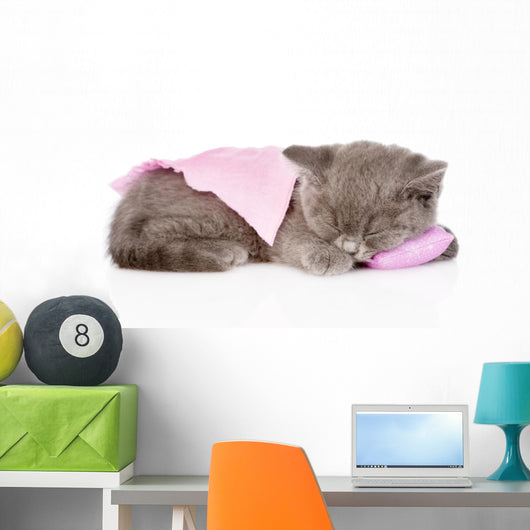 Cute Baby Kitten Sleeping on Pillow. Isolated on White Backgroun Wall Decal