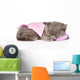 Cute Baby Kitten Sleeping on Pillow. Isolated on White Backgroun Wall Decal