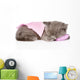 Cute Baby Kitten Sleeping on Pillow. Isolated on White Backgroun Wall Decal
