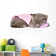 Cute Baby Kitten Sleeping on Pillow. Isolated on White Backgroun Wall Decal