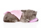 Cute Baby Kitten Sleeping On Pillow. Isolated On White Background Wall Decal