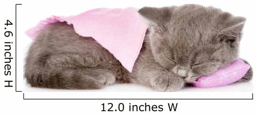 Cute Baby Kitten Sleeping on Pillow. Isolated on White Backgroun Wall Decal