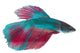 Siamese Fighting Fish White Wall Decal