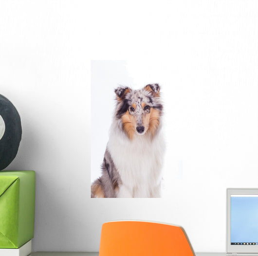 Rough Collie Dog Wall Decal
