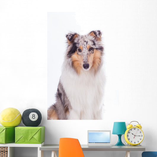 Rough Collie Dog Wall Decal