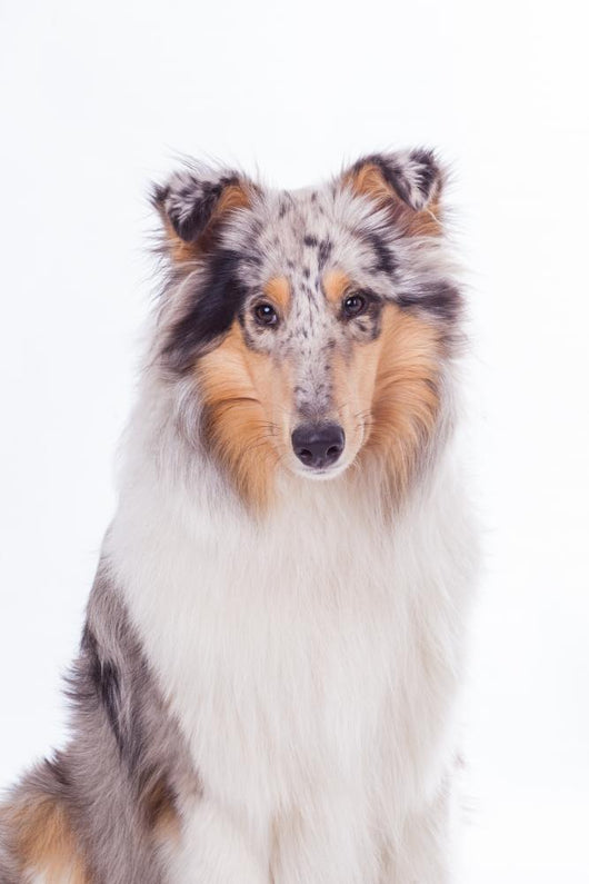 Rough Collie Dog Wall Decal